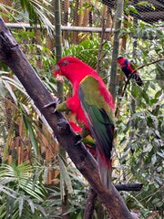 red and green macaw