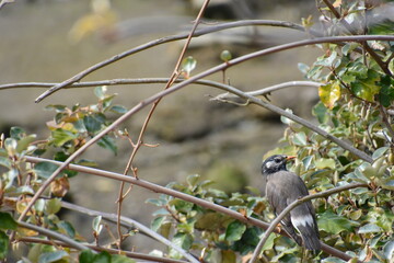きにとまるムクドリ
