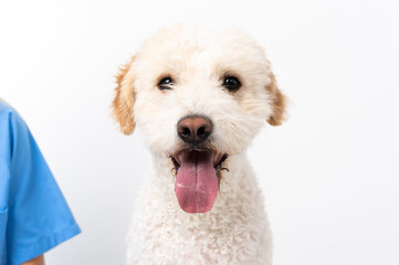 Young veterinarian woman with dog sitting on the floor