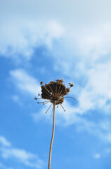 枯れた花　空　雲　冬