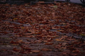 Fallen leaves on the autumn ground