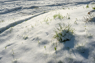 Grass peaking through fresh snow 
