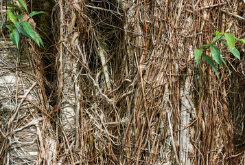The confused tangle of Bamboo roots and shoots on Tree's near by at the Tenerife Botanical Gardens in the Canary Islands.
