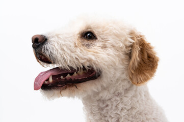 Young dog isolated on white background