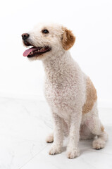 Young dog isolated on white background