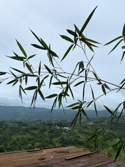 Obraz premium Bamboo tree branch