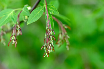 Acer negundo manitoba boxelder maple female red purple white flowers, detail of flowering branches