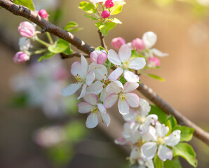 Obraz premium Apple Blossom