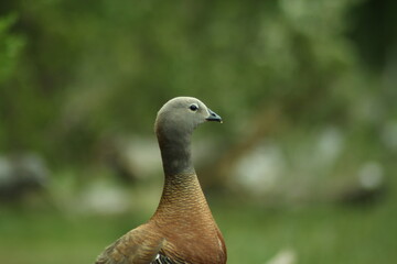 Bird Duck