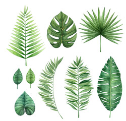 Watercolor tropical leaves set isolated on white background.  Jungle leaves and branches. Illustration for design of wedding invitations, greeting cards.