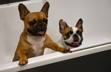 french bulldogs in the bath with different focus 