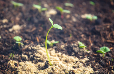 Small sprouts of radish in the ground.