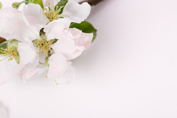 Naklejka na ściany i meble Spring flowers. Apple flowers on white wooden background. Flat lay, top view