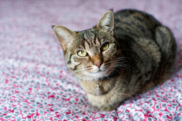 Beau chat tigré avec collier sur couverture colorée