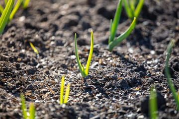 Small sprouts of garlic in the ground.