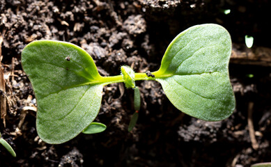 A small sprout of radishes in the ground.