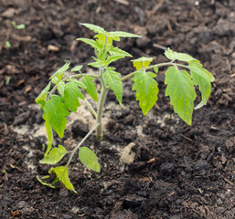 Tomato seedling in the ground