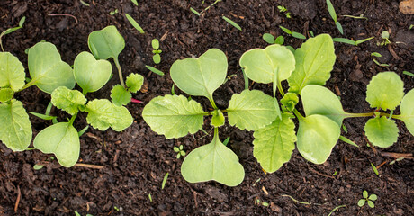 Small sprouts of radish in the ground