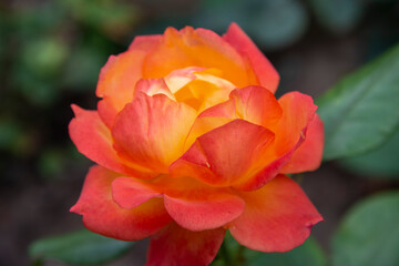 A large red and yellow rose close-up on the background of the garden. The concept of beautiful flowers for the holiday.