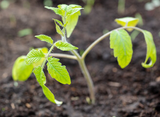 Tomato seedling in the ground