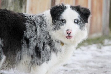 Border collie dog in the winter