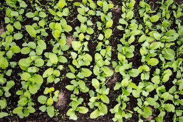 Small sprouts of radish in the ground