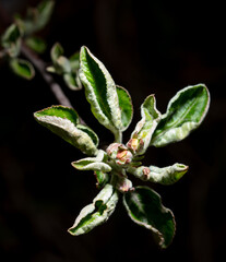 Close-up of flowers on an apple tree on a black background.
