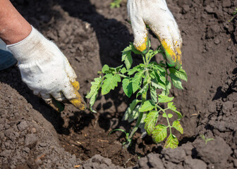 A woman is planting tomato sprouts in the ground.