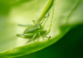Green grasshopper on plant leaves.