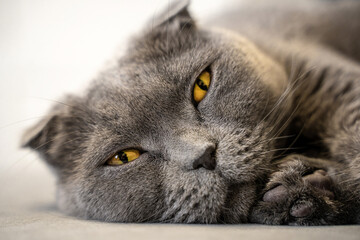 A grey cat of the Scottish Fold breed is lying on the sofa