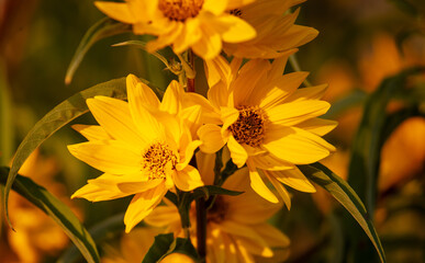 Beautiful yellow flowers in the garden. Nature