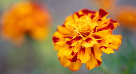 Beautiful yellow flowers in the garden. Nature