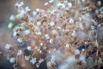 White flowers on a dry plant.