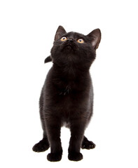 Black cat isolated on a white