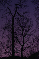Trees in the winter sunset in a park in Madrid