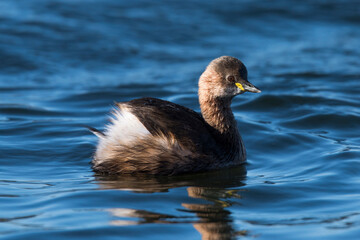 Fototapeta premium Mergulhão pequeno