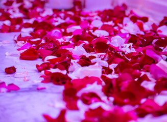 san valentin amor love flores rosa luz paz navidad