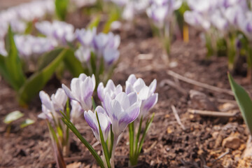 White crocus flowers blooming in the park, sunny day