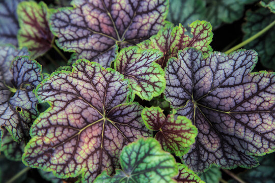 Beautiful Heuchera Or Coral Bells Leaves Closeup