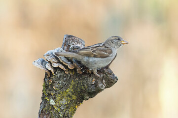 Pardal, é atualmente a especie de ave com maior distribuição geografica no mundo.