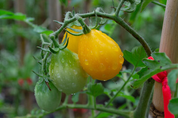 Yellow tomato