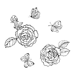 Set of hand  sketch black Ink drawing roses and butterflies. Vector illustration.Drawing by line and isolated on white background. Flowers and butterfly for background, texture, wrapper pattern, frame