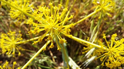 Thapsia wild yellow flowers close up