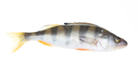 Perch fish isolated on white