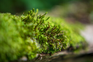Green moss on a branch tree branch.