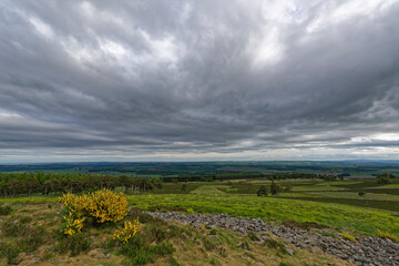 Looking down the slopes of the White Caterthun Iron Age Hill Fort, past a small bush of Yellow Flowering Gorse and on towards the North Sea.