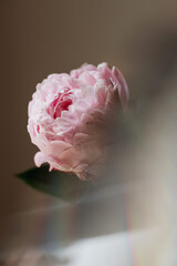 rosa Pfingstrose mit Lichteffekten - künstlerisches Blumenfoto