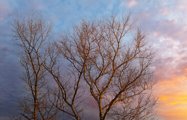 Bare branches on a tree at sunset.