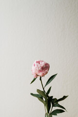 einzelne rosa Pfingstrose vor einer hellen Wand - minimalistische frühlingshafte Blume