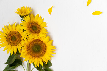 Large beautiful yellow sunflowers in white background.